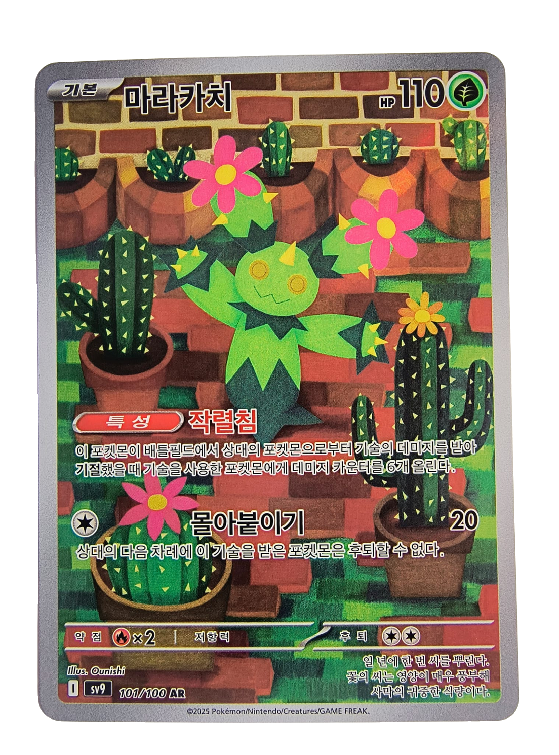 Maractus sv9 101